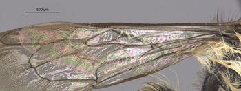 Media type: image;   Entomology 25438 Aspect: Wing hind